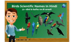 Birds Scientific Names In Hindi