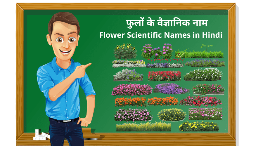 फुलों के वैज्ञानिक नाम | Flower Scientific Names in Hindi