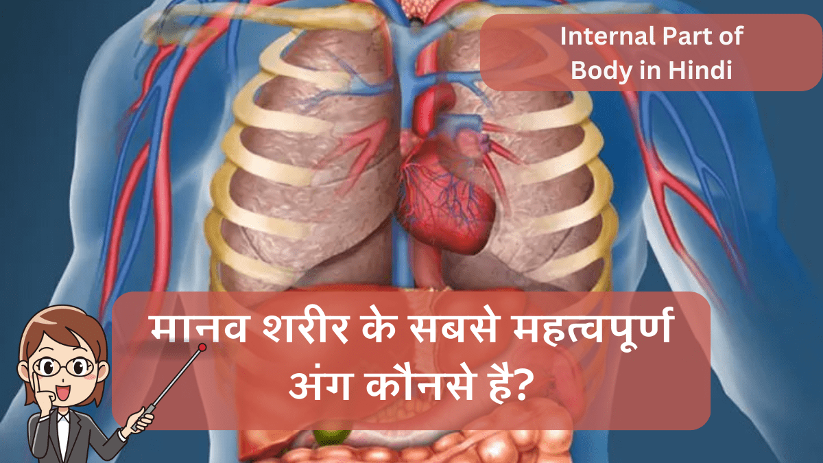 Internal Part of Body in Hindi