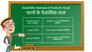 Scientific Names of fruits in hindi