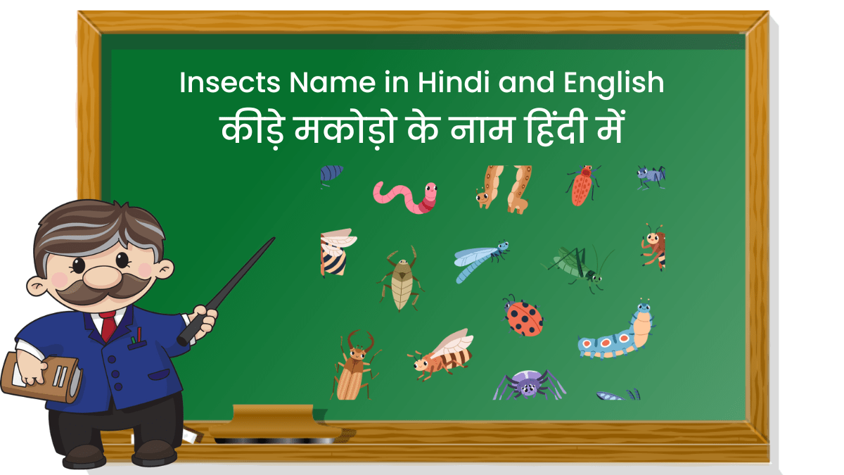 Insects Name in Hindi and English